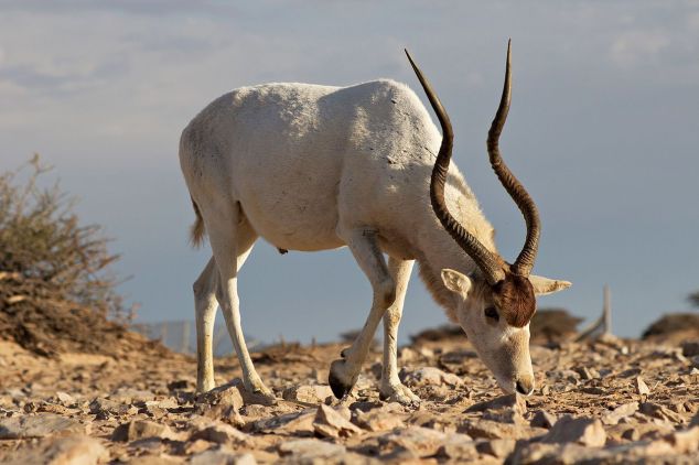 A_big_male_Addax_showing_as_the_power_of_his_horns
