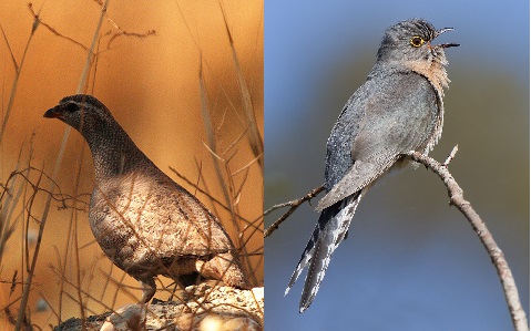 קורא וקוקיה