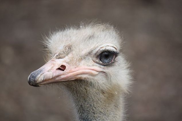 800px-Ostrich2010_2