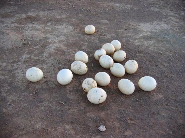 800px-Straußeneier_La_Vallee_Tranquille